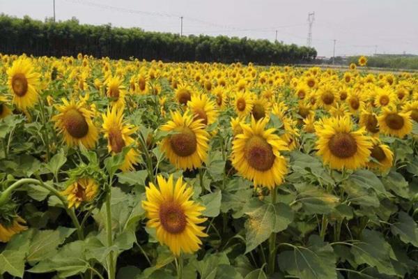 向日葵的種植時間和方法,多久收成