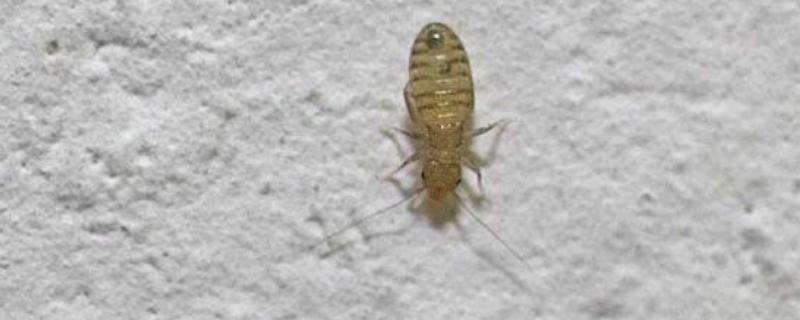 塵虱怕什么，塵虱簡單的去除方法