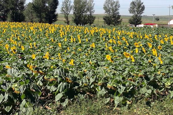 向日葵的種植時間和方法,多久收成