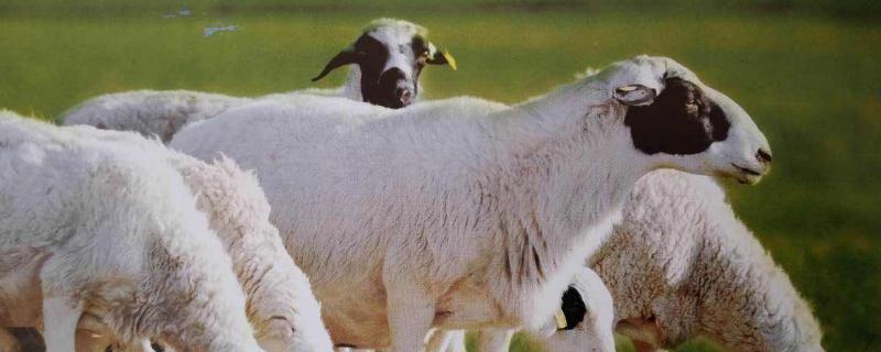 養羊大棚如何建設,東西朝向好還是南北朝向好