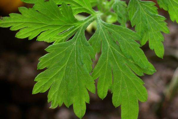 中藥種植一年多少收入