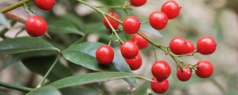 中藥種植一年多少收入