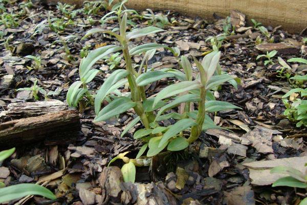 鐵皮石斛的種植要求,土壤和環境及溫度是關鍵