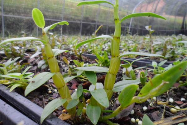 鐵皮石斛的種植要求,土壤和環境及溫度是關鍵