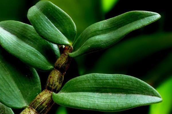 鐵皮石斛的種植要求,土壤和環境及溫度是關鍵