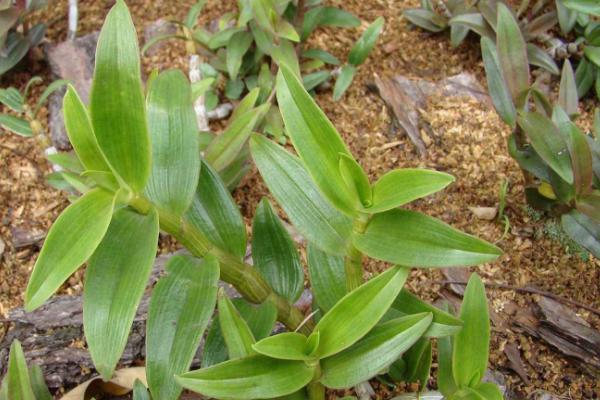 鐵皮石斛的種植要求,土壤和環境及溫度是關鍵
