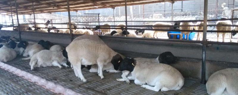 寓意養殖場紅火的名字有哪些，養殖場名字要取好