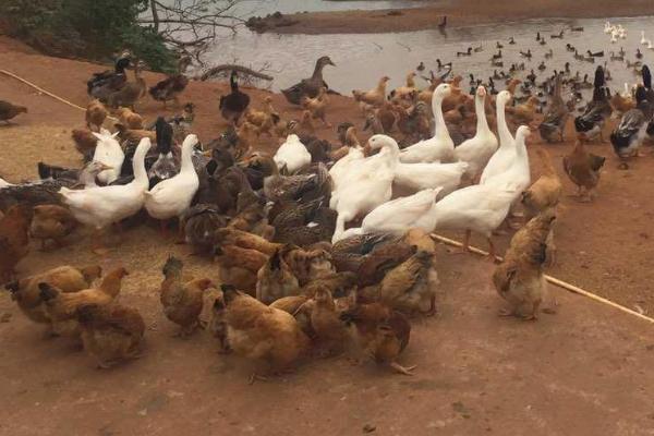 寓意養(yǎng)殖場紅火的名字有哪些,養(yǎng)殖場名字要取好