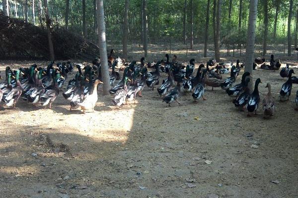 寓意養(yǎng)殖場紅火的名字有哪些,養(yǎng)殖場名字要取好