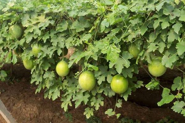 瓜蔞種植技術及畝收益,附施肥技術