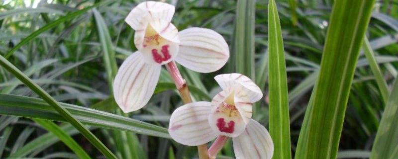 荷之冠多少一苗,荷之冠蘭花價格走向