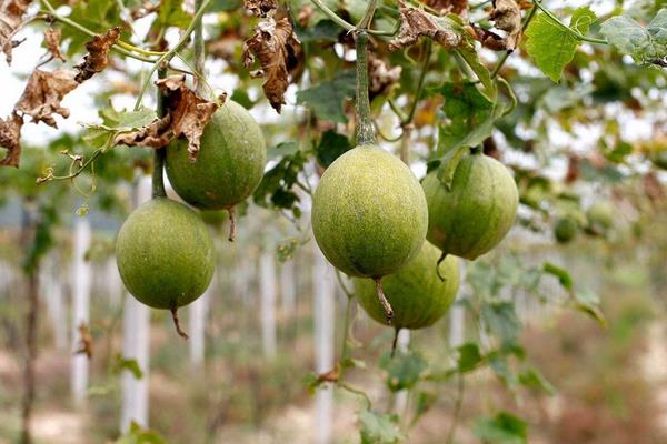 瓜蔞種植技術及畝收益,附施肥技術