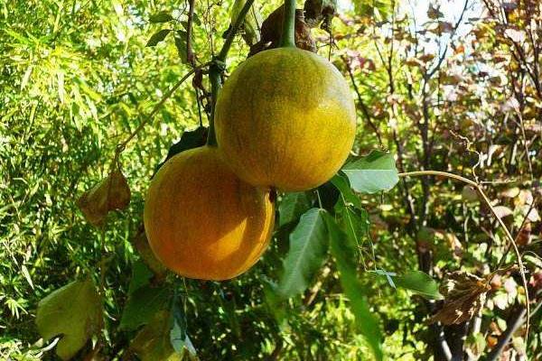 瓜蔞種植技術及畝收益,附施肥技術