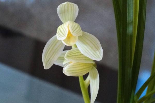 荷之冠多少一苗,荷之冠蘭花價格走向