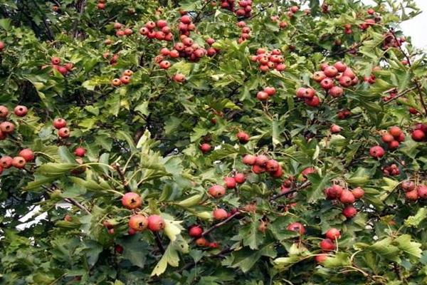 山楂銹病用什么農(nóng)藥有效,什么時候打