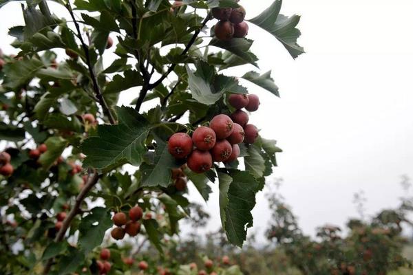 山楂銹病用什么農(nóng)藥有效,什么時候打