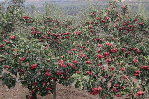 山楂銹病用什么農(nóng)藥有效,什么時候打