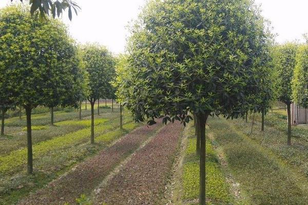 農民有什么好的致富項目