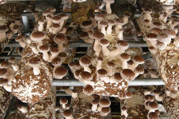 農民有什么好的致富項目