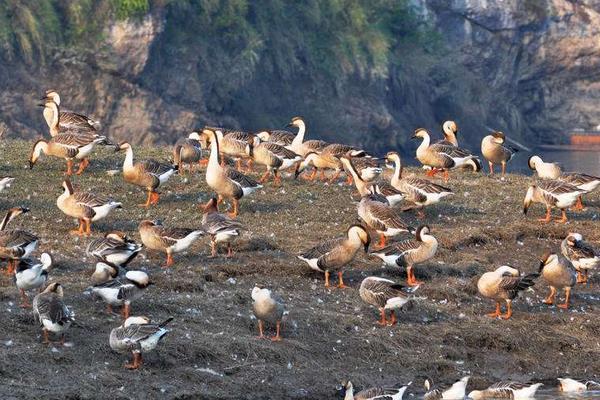 養(yǎng)鵝需要的成本高嗎,要多少人