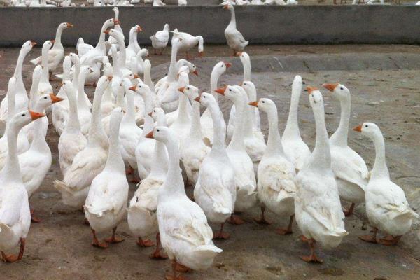 養(yǎng)鵝需要的成本高嗎,要多少人