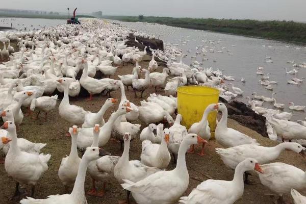 養(yǎng)鵝需要的成本高嗎,要多少人