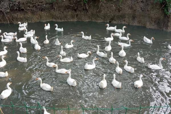 養(yǎng)鵝需要的成本高嗎,要多少人
