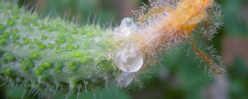 灰霉病復配的配方