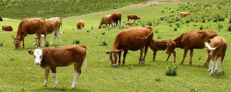 養肉牛掙錢嗎,和奶牛比哪個更好