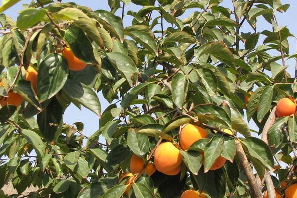 柿子樹嫁接時(shí)間和方法，附常見養(yǎng)護(hù)技巧