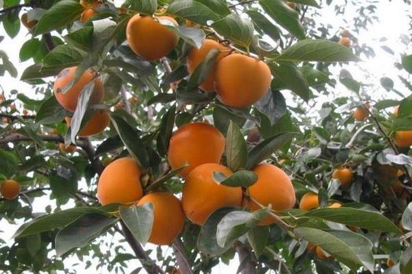 柿子樹嫁接時(shí)間和方法，附常見養(yǎng)護(hù)技巧