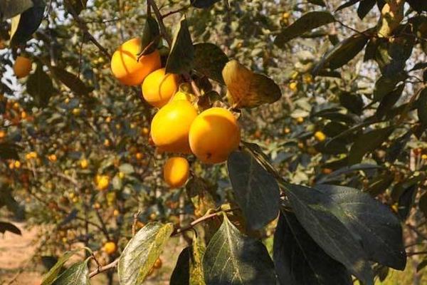 柿子樹嫁接時(shí)間和方法，附常見養(yǎng)護(hù)技巧