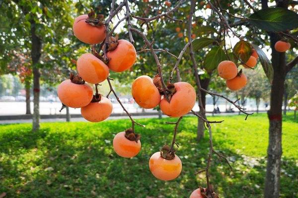 柿子樹嫁接時(shí)間和方法，附常見養(yǎng)護(hù)技巧