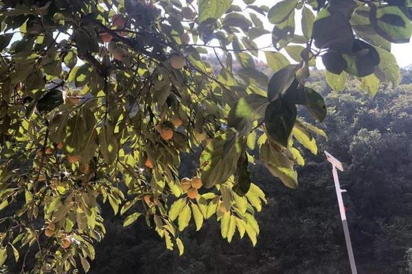 柿子樹嫁接時(shí)間和方法，附常見養(yǎng)護(hù)技巧