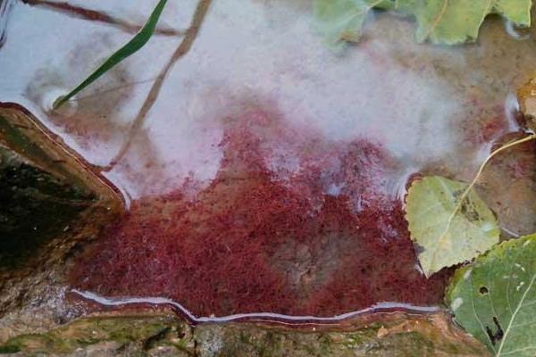 紅蟲怎么養(yǎng)殖