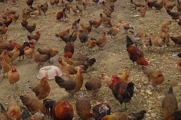 100只土雞利潤是多少,附計算方法