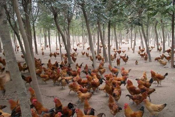 100只土雞利潤是多少,附計算方法