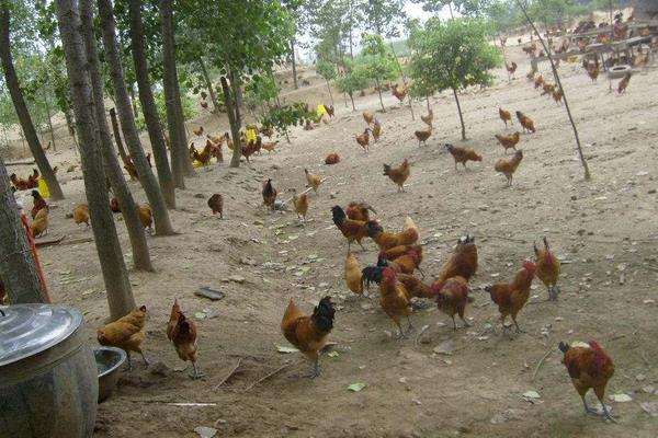 100只土雞利潤是多少,附計算方法