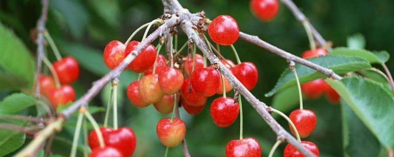 水果樹苗品種有哪些，進口品種受歡迎