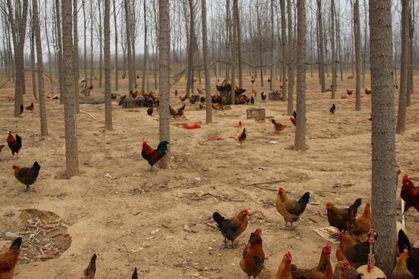 100只土雞利潤是多少,附計算方法