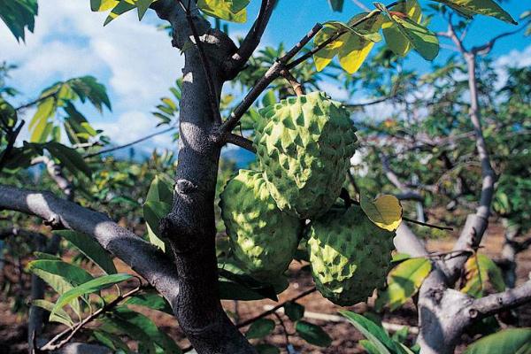 水果樹苗品種有哪些,進口品種受歡迎