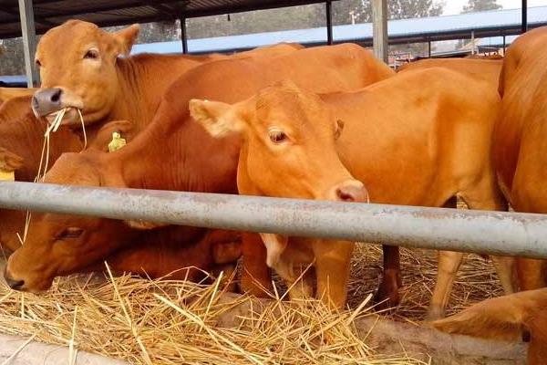 圈養一頭肉牛的利潤有多少，附成本分析
