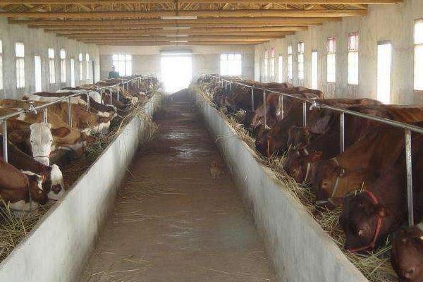 圈養一頭肉牛的利潤有多少，附成本分析