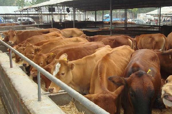 圈養一頭肉牛的利潤有多少，附成本分析