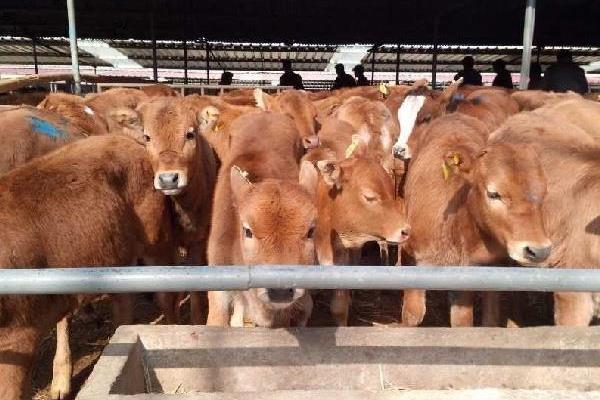 圈養一頭肉牛的利潤有多少，附成本分析