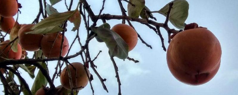 柿子樹嫁接時間和方法，附常見養護技巧
