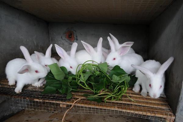 今年養殖什么掙錢