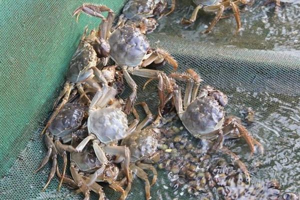 今年養殖什么掙錢