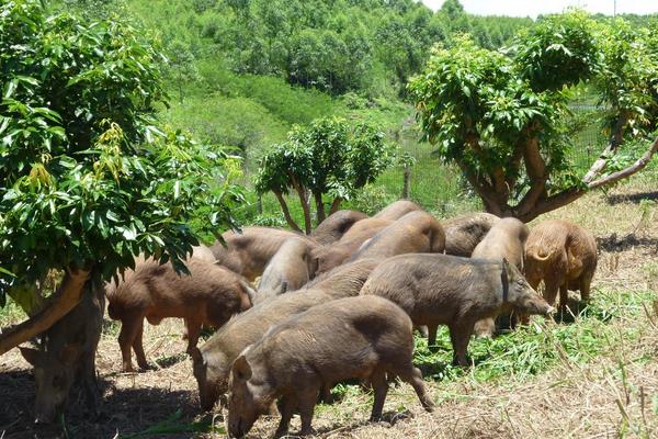 今年養殖什么掙錢