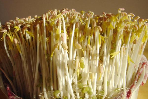 豆芽怎么種植方法，附過程